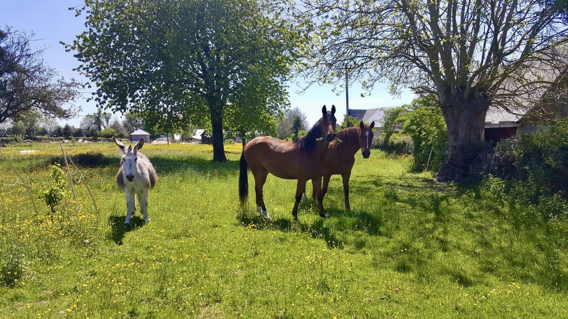 Horses in the pastures around the Gîtes de l'Epinay in Saint-Saëns